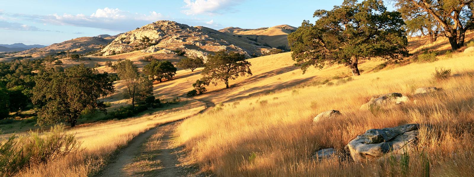 Golden hills of dry grass scattered with live oaks, a footpath running along the contour