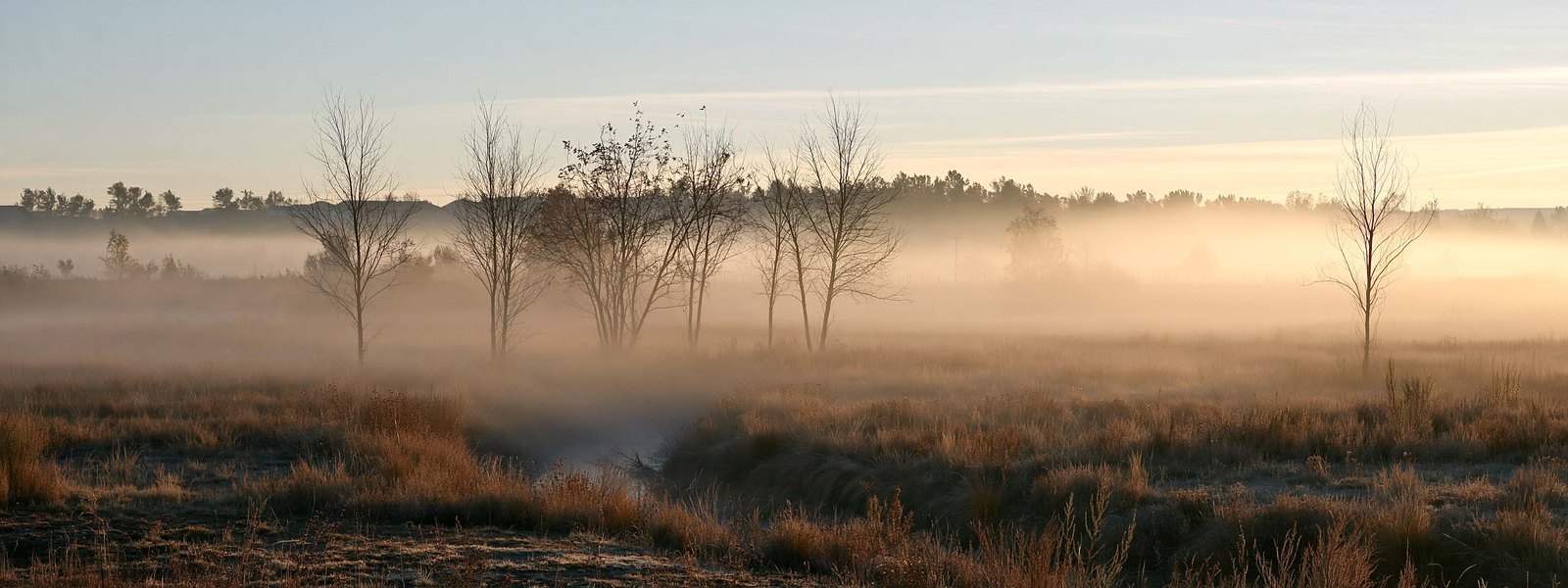 Ground fog lying across an open field of dry grass at first light, bare trees standing in it