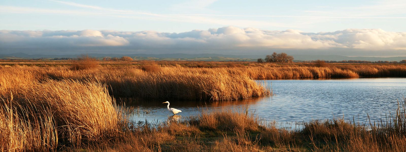 An egret standing in a slough edged with tule and cattail, hills low on the horizon